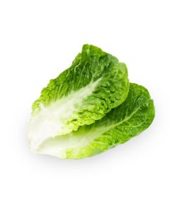 LETTUCE ROMANIA BABY