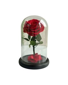 RED FOREVER ROSE