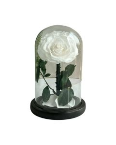 WHITE FOREVER ROSE