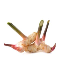 GALANGAL FRESH THAILAND 1KG