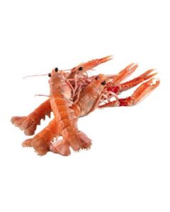 LANGOUSTINE 4-7 PCS 1KG