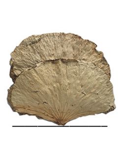 ZHENG FENG DRIED LOTUS LEAVES 1KG