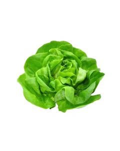 LETTUCE BUTTERHEAD 500GM