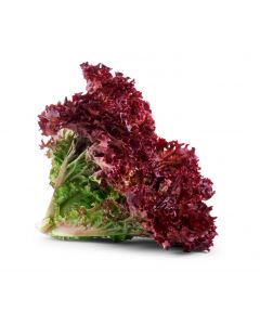 LETTUCE LOLLO ROSSO RED 500GM