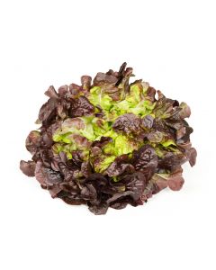 LETTUCE OAKLEAF RED 500GM