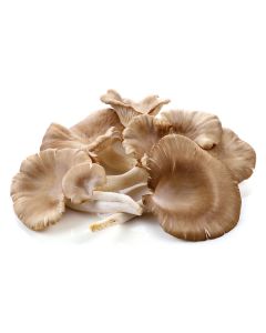 OYSTER MUSHROOM 250GM