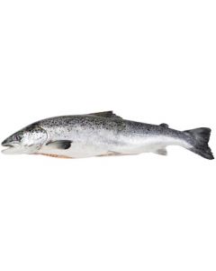 FRESH SALMON WHOLE GUTTED 4-5KG
