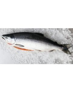 FROZEN SALMON WHOLE GUTTED 25% GLAZE APPROX 4-5KG