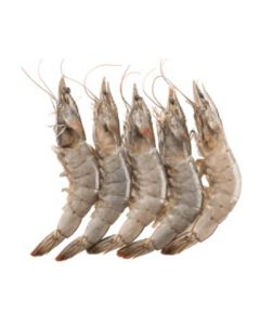 SHRIMPS SUPER JUMBO HOSO U/10 - 7 PC/KG SEMI IQF